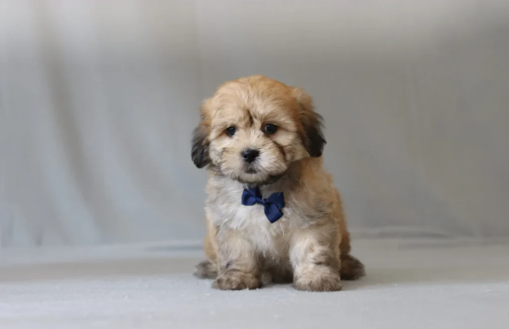 Fluffy brown puppy with dark ears wearing a blue bow tie sits on a neutral backdrop.
