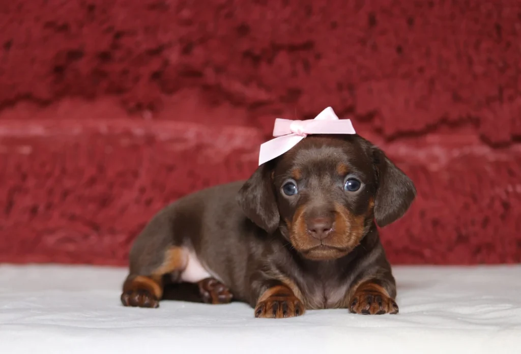 Brown dachshund puppy with a pink bow on its head, lying on a white surface.