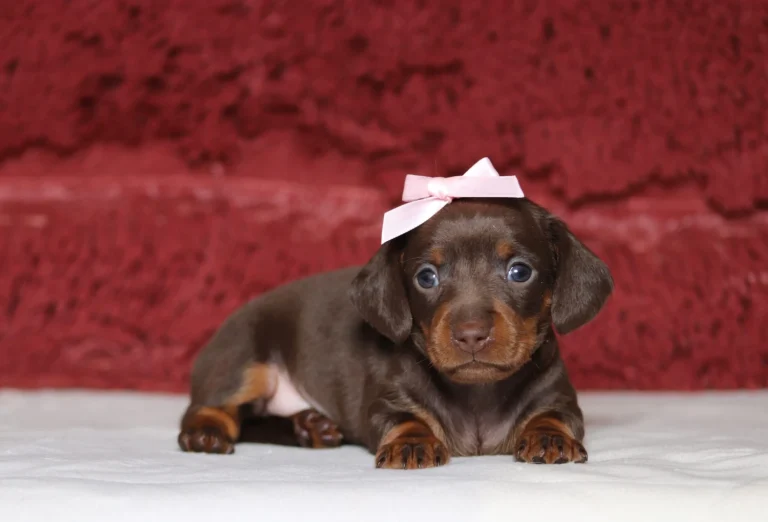 Brown dachshund puppy with a pink bow on its head, lying on a white surface.