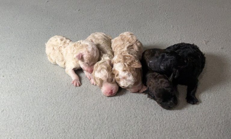 rhonda-litter-mini poodle-the puppy lodge
