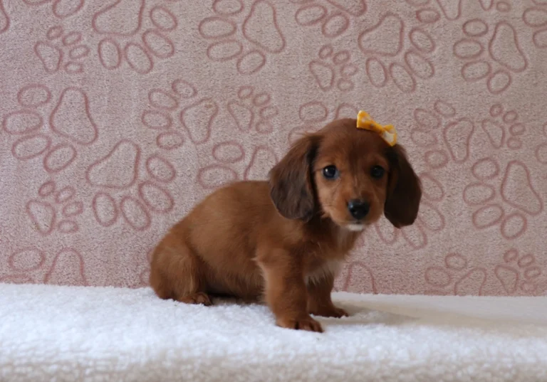 Brown dachshund puppy with a yellow bow sits on a white towel in front of a pink patterned wall.