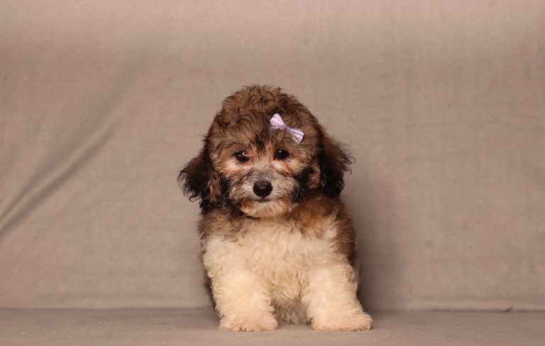0727aaa Cloe the teddy bear-the puppy lodge