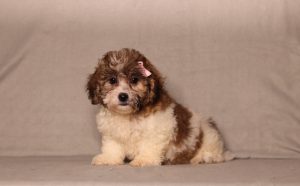 0737aaa Calli the teddy bear-the puppy lodge