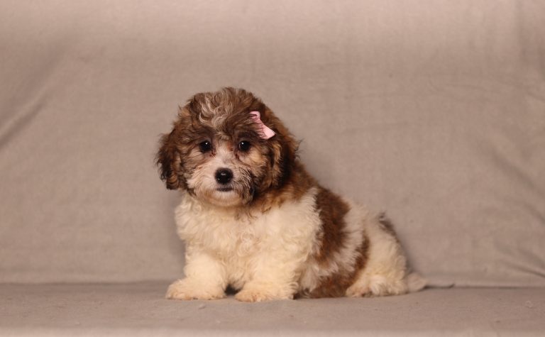 0737aaa Calli the teddy bear-the puppy lodge
