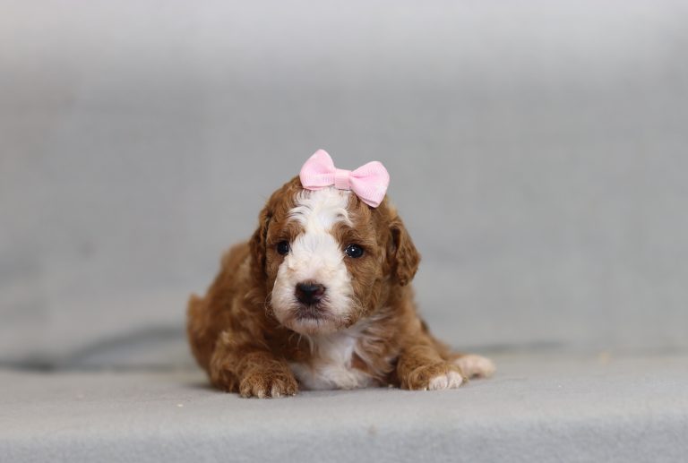 4254aa ellie the mini poodle-the puppy lodge