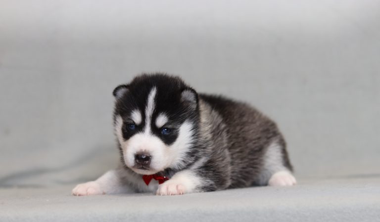 4271aDaniel the pomsky-the puppy lodge