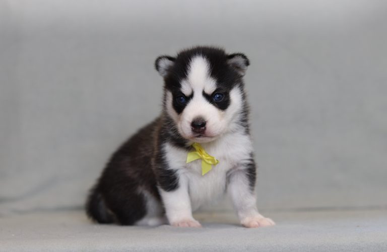 4272aaaDavid the pomsky-the puppy lodge