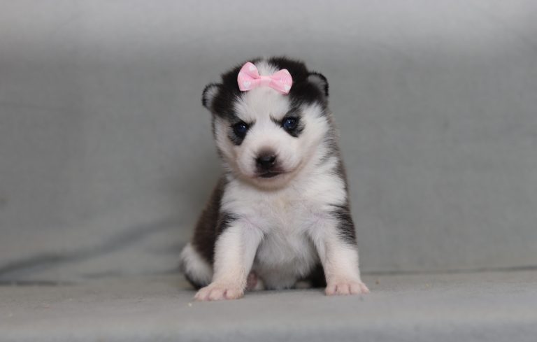 4275Damaris the pomsky-the puppy lodge