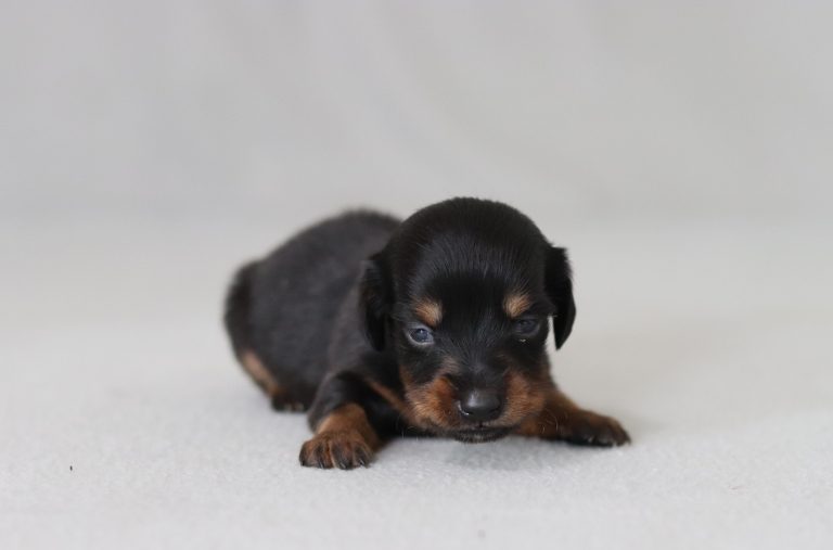 6140aRoger the mini dachshund-the puppy lodge