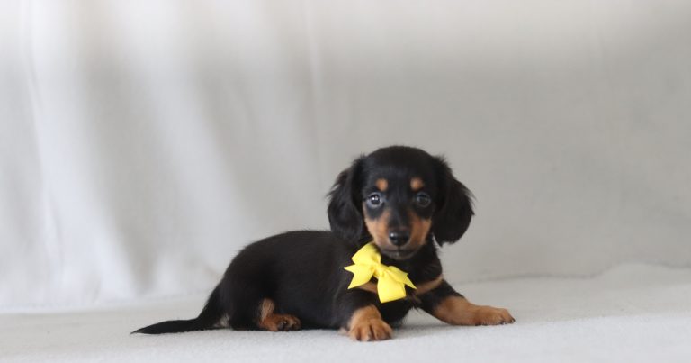 6140aaa roger the mini dachshund-the puppy lodge