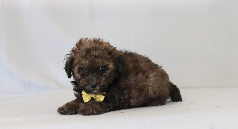 6145aaa rio the mini poodle-the puppy lodge