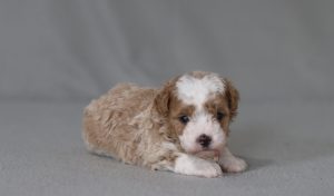 6146aaaRobin the mini poodle-the puppy lodge