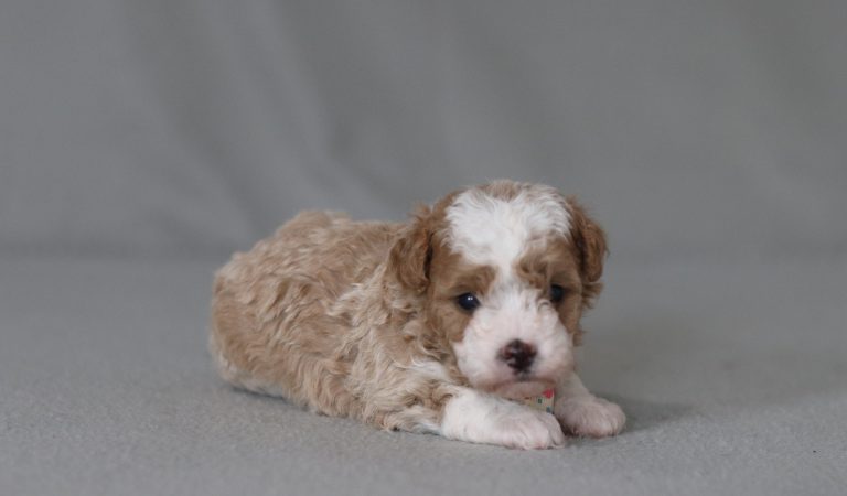 6146aaaRobin the mini poodle-the puppy lodge