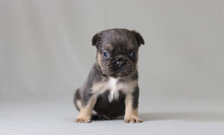 6150aaa ashton the fluffy frenchie-the puppy lodge