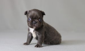 6151aa adwin the fluffy frenchie-the puppy lodge