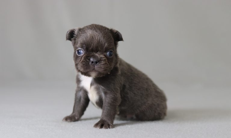 6151aa adwin the fluffy frenchie-the puppy lodge