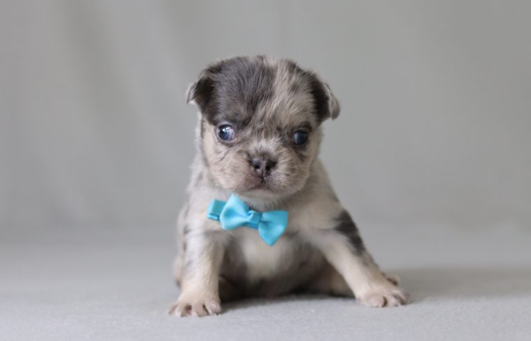 6152aaa austin the fluffy frenchie-the puppy lodge