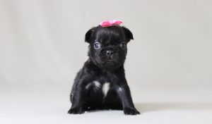 6153aaa arianna the fluffy frenchie-the puppy lodge