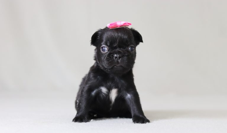 6153aaa arianna the fluffy frenchie-the puppy lodge