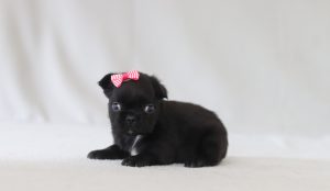 6154aa adelyn the fluffy frenchie-the puppy lodge
