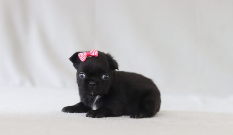 6154aa adelyn the fluffy frenchie-the puppy lodge