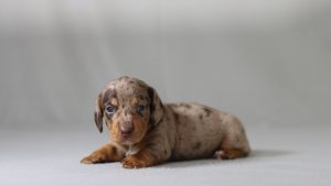 6156aa the mini dachshund-the puppy lodge