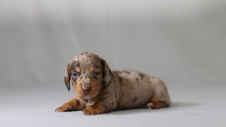 6156aa the mini dachshund-the puppy lodge