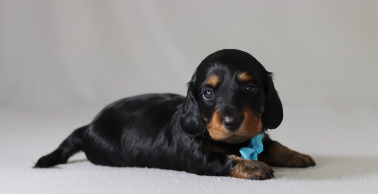 6157aaa phillip the mini dachshund-the puppy lodge