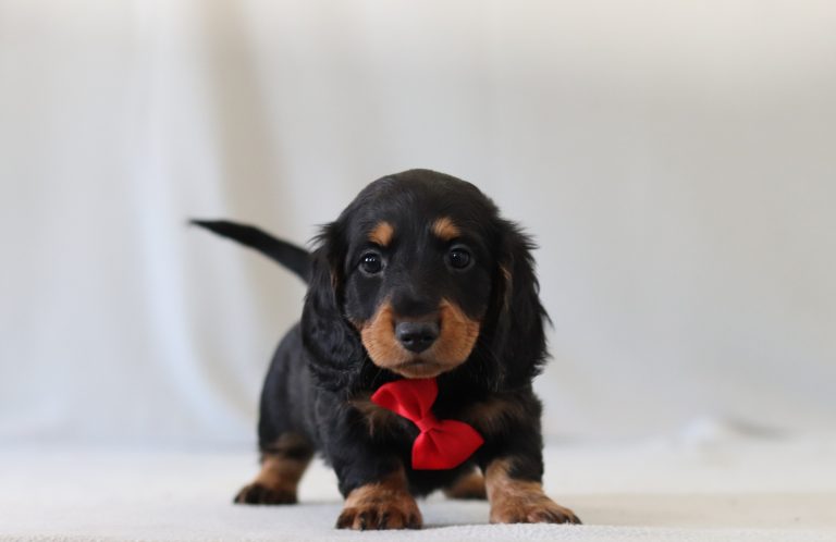 6157aaa phillip the dachshund-the puppy lodge