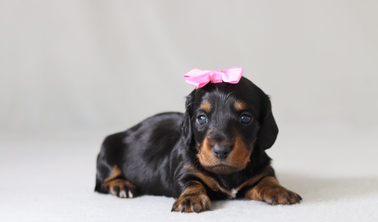 6158aaa patricia the mini dachshund-the puppy lodge
