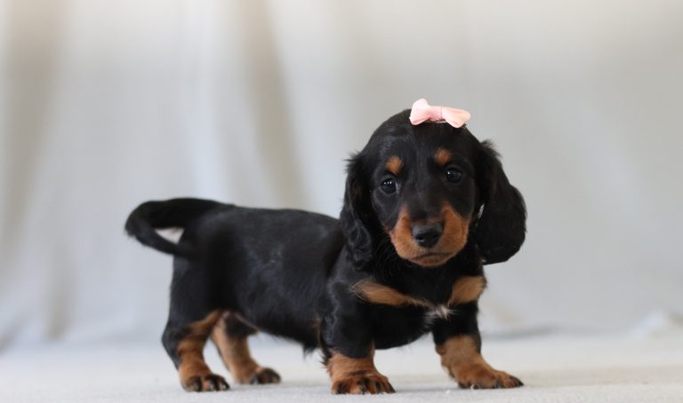 6158aaa patricia the mini dachshund-the puppy lodge