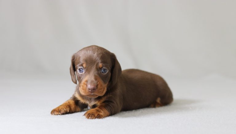 6159a pansy the mini dachshund-the puppy lodge