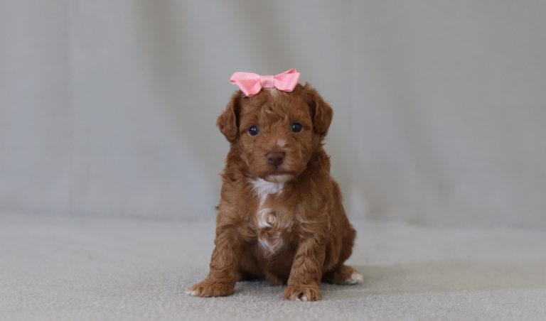 6309aelva the mini poodle-the puppy lodge