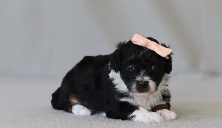 6310a-Eileen the mini poodle-the puppy lodge