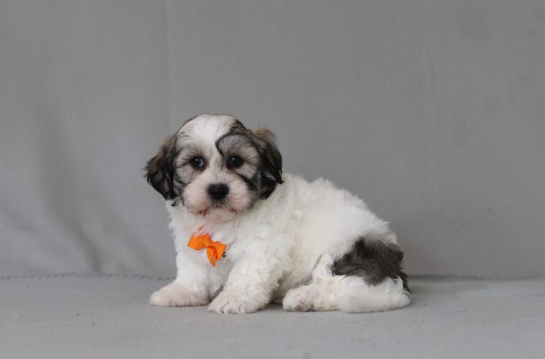 6436aaa-Anson the teddy bear-the puppy lodge