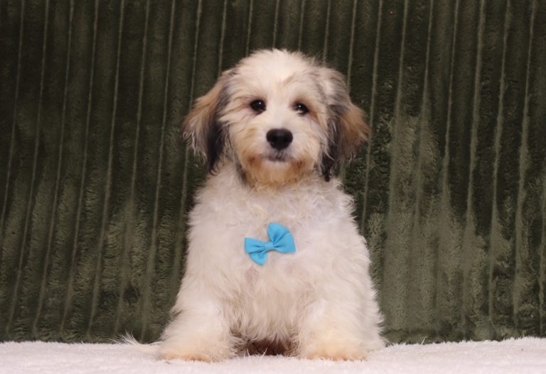 6436a anson the teddy bear-the puppy lodge