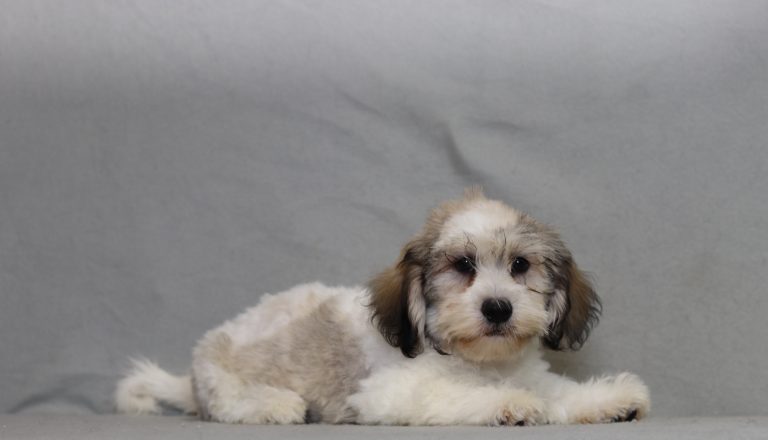 6436aaa anson the teddy bear-the puppy lodge