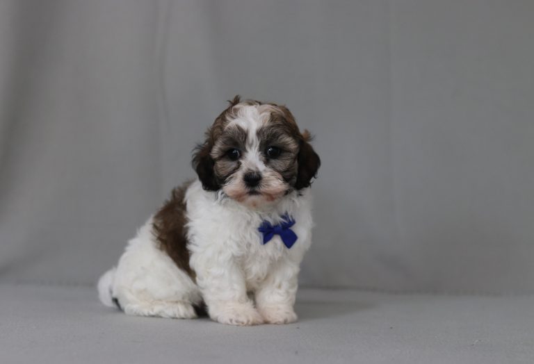 6437aaa-Andre the teddy bear-the puppy lodge