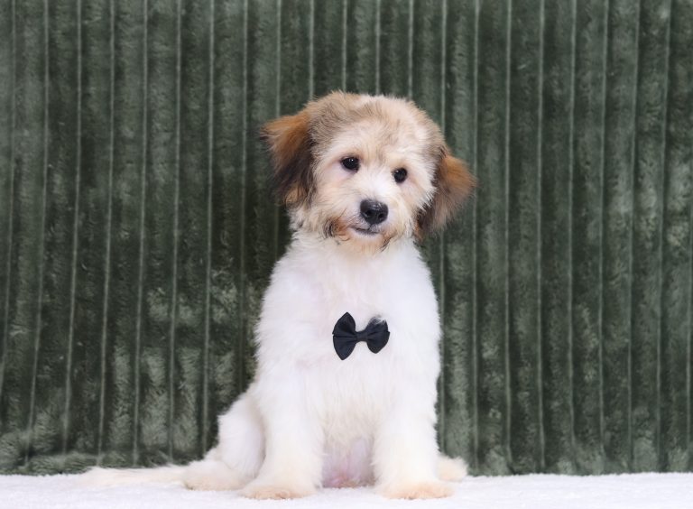 6438a-Allen the teddy bear-the puppy lodge