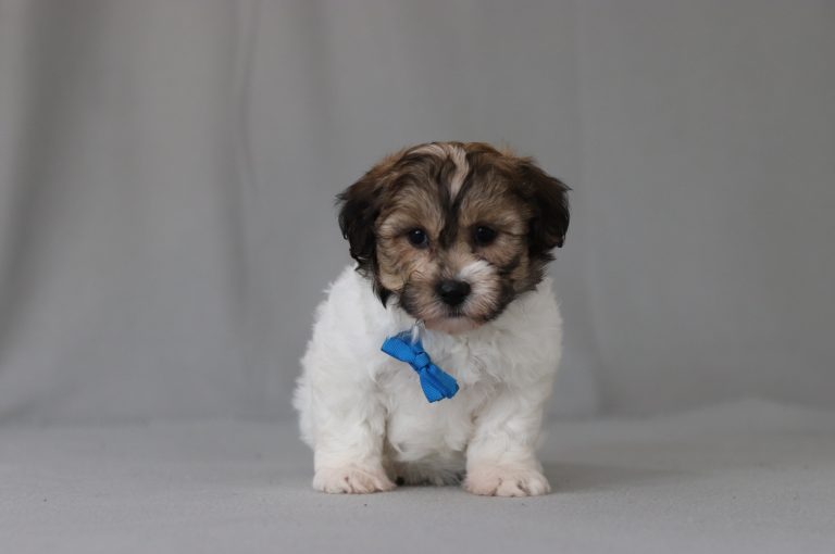 Small fluffy puppy with brown and white fur and a blue bow tie, standing on a gray backdrop.