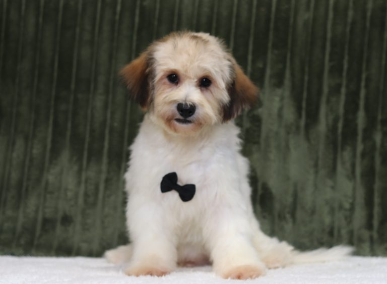 6438aaa allen the teddy bear-the puppy lodge