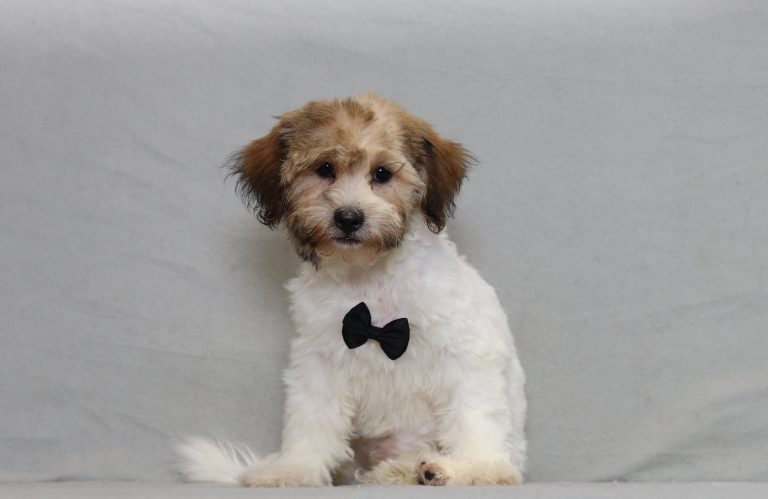 6438a allen the teddy bear-the puppy lodge