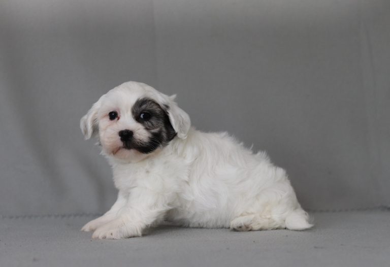 6439a-Acker the Teddy Bear-the puppy lodge