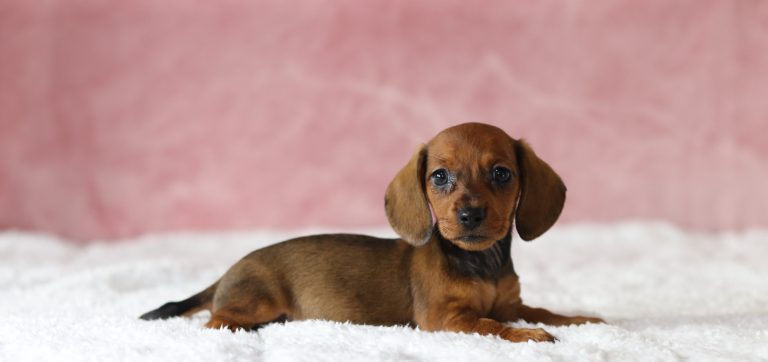 6560aaa minnie the mini dachshund-the puppy lodge