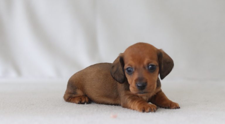 6560a minnie the mini dachsund-the puppy lodge