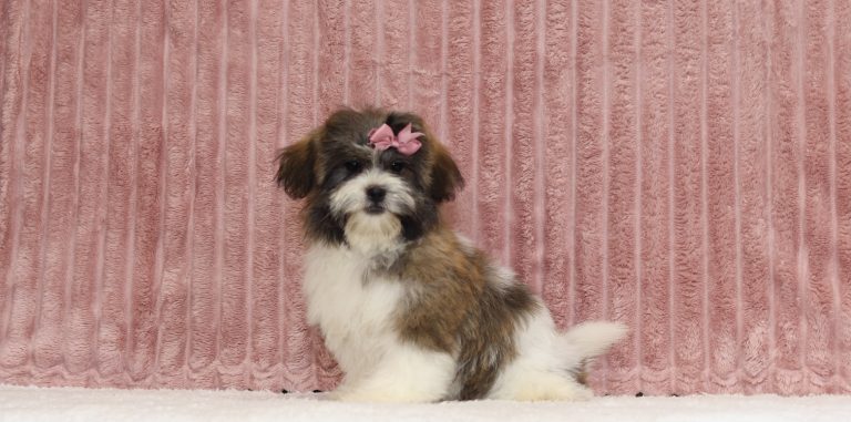 6586aa-lundy the teddy bear-the puppy lodge