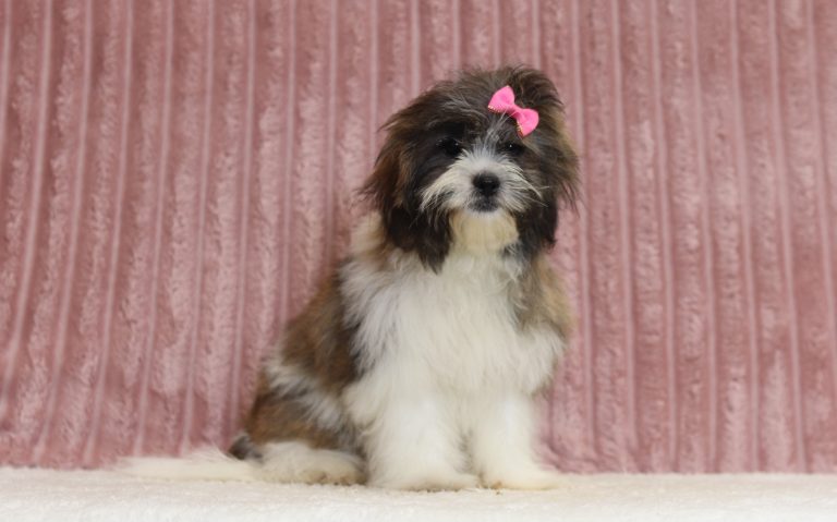 6586aaaLundy the teddy bear-the puppy lodge
