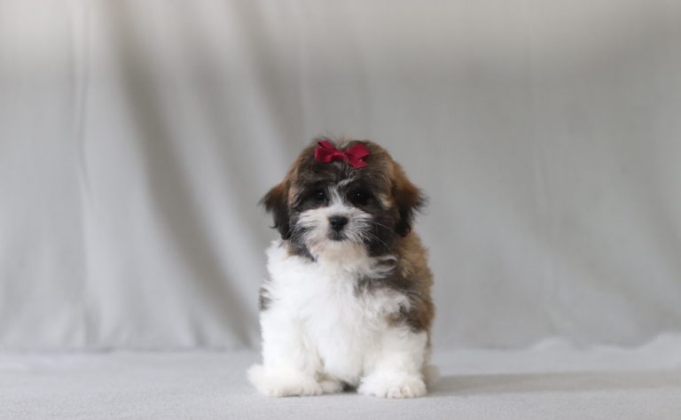 6586aaa lundy the teddy bear-the puppy lodge