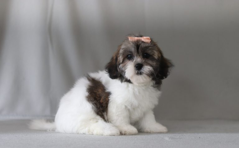 6588aa lyra the teddy bear-the puppy lodge