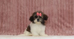 6588aaa lyra the teddy bear-the puppy lodge